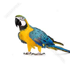 Young Blue-and-yellow Macaw - Ara ararauna (8 months)