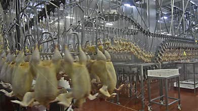Chicken meat factory