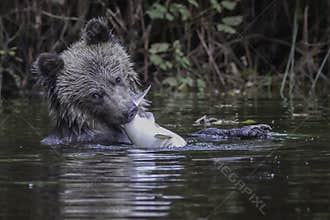 Grizzly cub with salmon