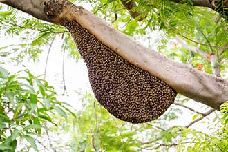 A swarm of honey bees