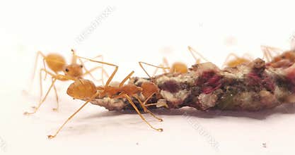 Macro Close Up of Asian Weaver Ants