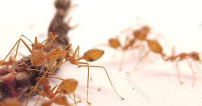 Macro close-up of Asian Weaver Ants
