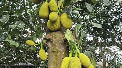 Medium Shot Of Jackfruit Tree Full Of Fruits Bangladesh