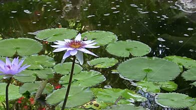 Purple Lotus in a pond