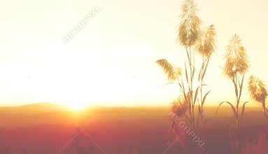 Silhouette Blurs yellow sky wallpaper and background