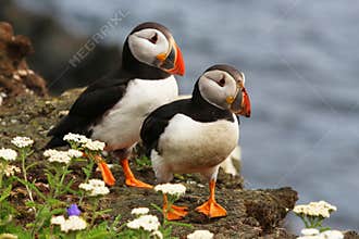 Atlantic Puffins at Elliston, Newfoundland, Canada
