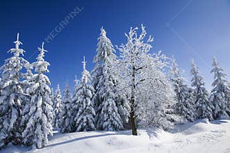 Snow covered trees