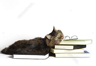Cat on Books