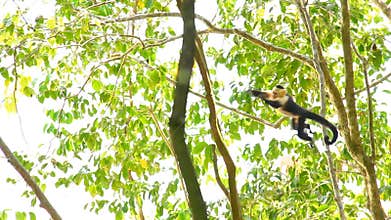 Capuchin Monkey 3