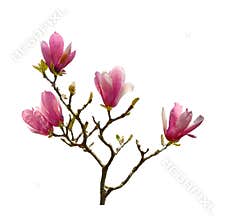 Pink magnolia flowers isolated