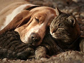 Cat pillow, dog blanket