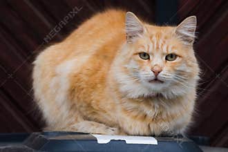 Beautiful Orange Tomcat on a Garbage Bin