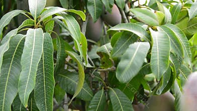 Collecting mango tropical fruit of a tree