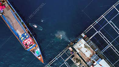 People interacting with whale shark in indonesia. Amazing aerial view drone