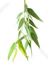 Eucalyptus branch