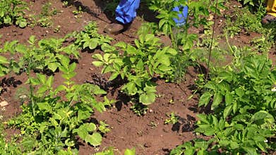Closeup of farmer spray pesticide on potato plants