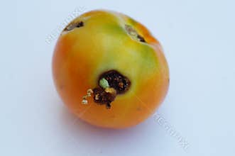 Photo of a partially ripened tomato fruit plucked from a bush, which was prone to damage from an attack by a caterpillar of the