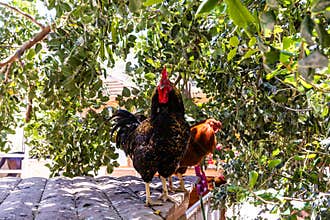 Barnevelder dark plumaged rooster Dutch breed and a hen are sitting on roof of enclosure at public zoo in Karmiel city in