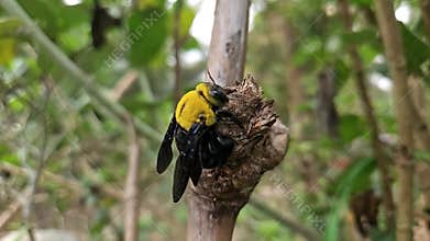 Macro carpenter bee resting on branch wildlife