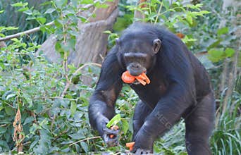 Chimp eats veggies 3