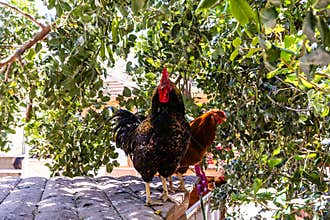 Barnevelder dark plumaged rooster Dutch breed and hen are sitting on a roof of enclosure at public zoo in Karmiel city in