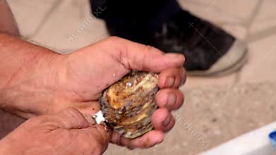 Close up opening oyster