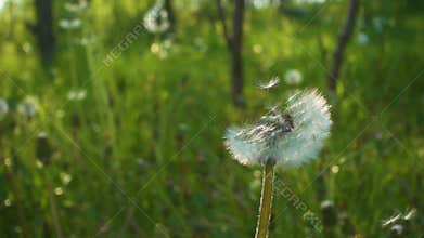 Dandelion with seeds on the wind, slow motion