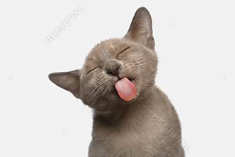 Burmese Kitten on White Background