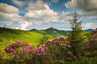 Asheville North Carolina Blue Ridge Parkway Spring Flowers Scenic Landscape