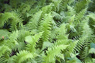 Wild Ferns