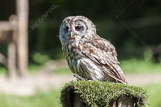 Little owl Athene noctua