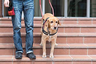 Guide dog is helping a blind man
