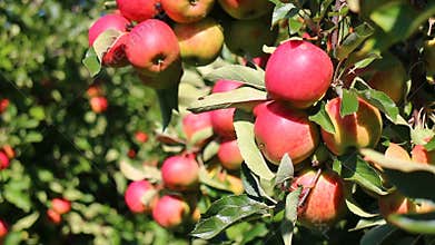 Red apples in apple trees