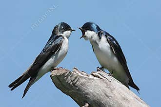 Pair of Tree Swallows on a stump