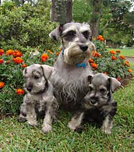 Schnauzer family 2