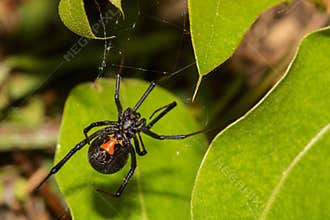 Black Widow Spider