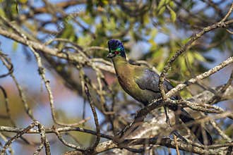 Purple-crested Turaco in Kruger National park, South Africa