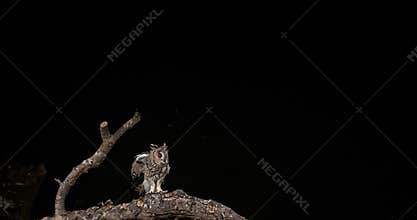 Long Eared Owl, asio otus, Adult in Flight, Normandy in France,