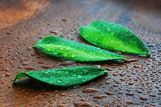Wellness concept with leaf