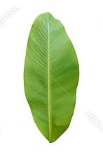 Banana leaf isolated on white background