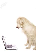 Dog and laptop