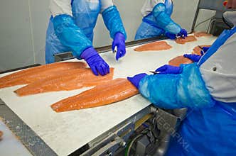 Fish factory salmon production