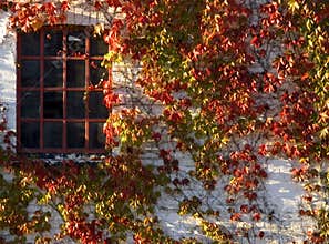 Fall colors