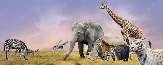Savanna wild animals collage