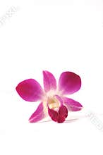 Purple Orchid Series 1