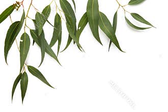 Gum Leaf Border