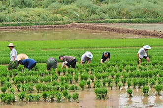 Chinese transplant rice seedlings