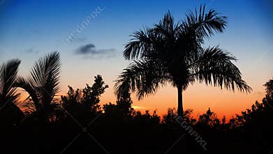 Palm tree silhoette on sunset