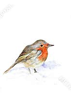 The Robin