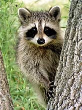 Baby Racoon